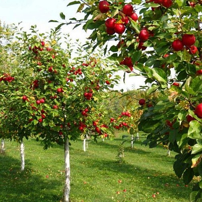 Плодовые деревья в Курске