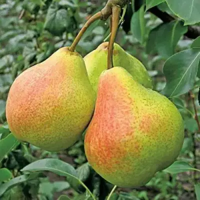 Груша АЛЁНУШКА в Курске