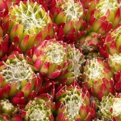 Молодило ХУКЕРА в Курске