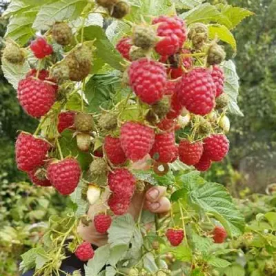 Малина ТАДМОР в Курске