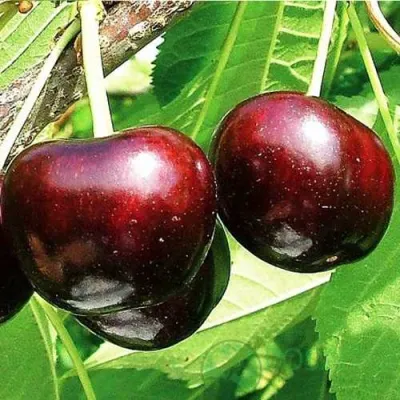Черешня САММИТ в Курске