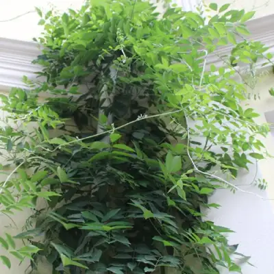 Глициния макростахия БЛЮ МУН в Курске