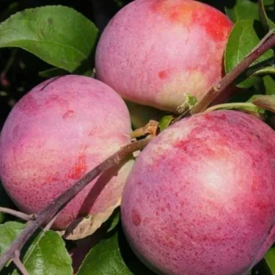 Яблоня БЕЛОРУССКОЕ МАЛИНОВОЕ в Курске