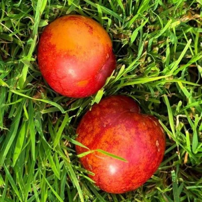 Шарафуга НЕКТАРИННАЯ в Курске