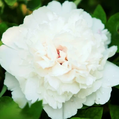 Пион СНЕЖНАЯ КРЕПОСТЬ древовидный в Курске