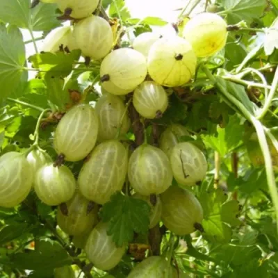 Крыжовник ИНВИКТА в Курске
