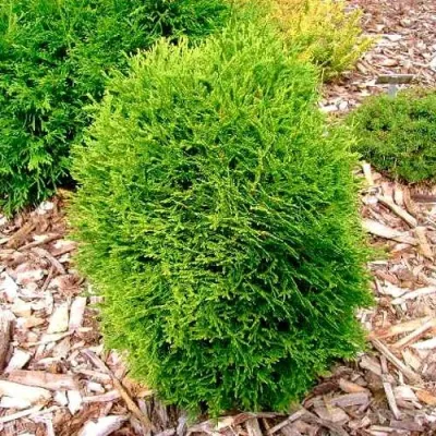 Туя ВОТЕРФИЛД западная в Курске