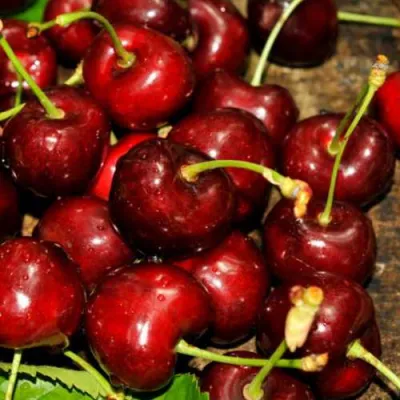 Черешня САММИТ в Курске