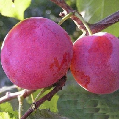 Слива ДЕЛИКАТНАЯ в Курске
