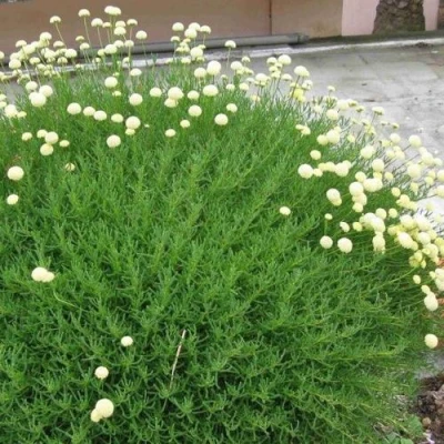 Сантолина зеленеющая в Курске