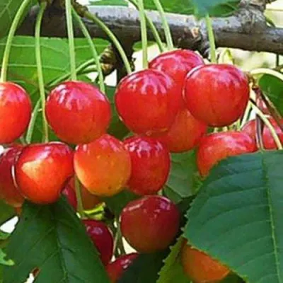 Черешня ДОНЧАНКА в Курске