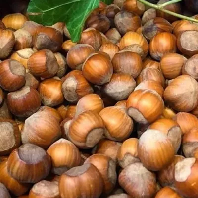 Фундук ТОНДА ДЖИФФОНИ в Курске
