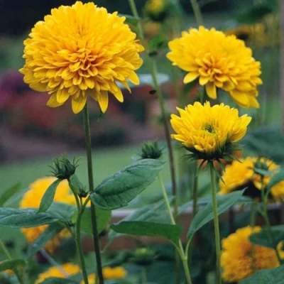 Подсолнечник СОЛЕЙЛ ДЕ ОР в Курске