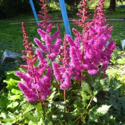 Астильба ЭЛИЗАБЕТ ВАН ВИН японская в Курске