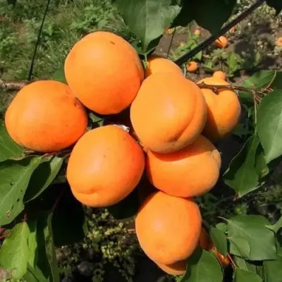 Абрикос ХАРГРАНД в Курске