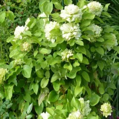 Клематис КОХАНА в Курске