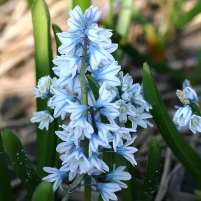 Пушкиния ЛИВАНСКАЯ в Курске
