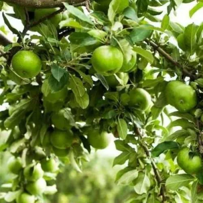 Яблоня ГРЕННИ СМИТ в Курске