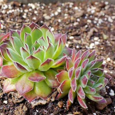 Молодило РУССКОЕ в Курске