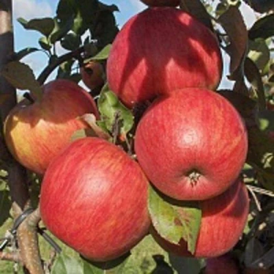 Яблоня ПЕРСИКОВАЯ в Курске