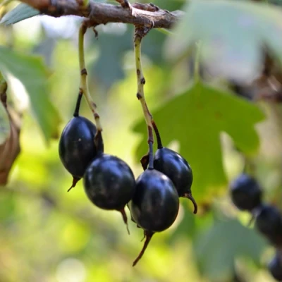 Смородина золотистая ДУСТЛИК в Курске