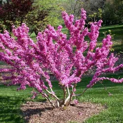 ЦЕРЦИС канадский  в Курске