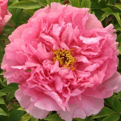 Пион СЕРЕБРИСТЫЙ РУЧЕЙ древовидный в Курске