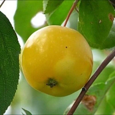 Яблоня КИТАЙКА ЖЁЛТАЯ колонновидная в Курске