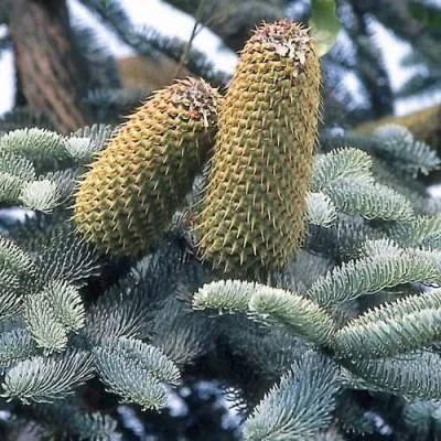 Пихта благородная в Курске