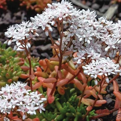 Очиток (седум) КОРАЛ КАРПЕТ белый в Курске