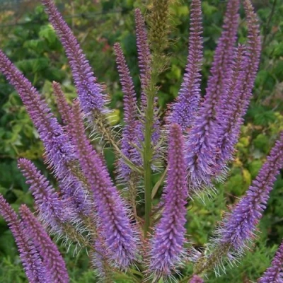 Вероникаструм ФАСЦИНЕЙШН в Курске