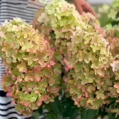 Гортензия МЕТАЛЛИКА метельчатая в Курске