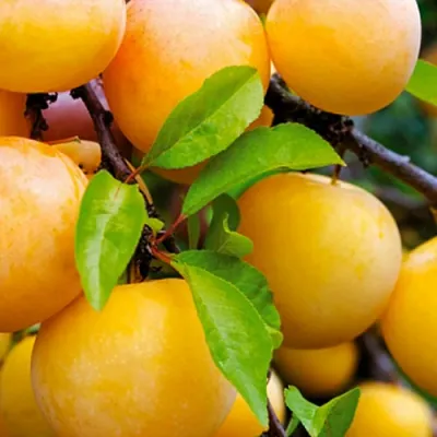 Слива МЕДОВАЯ ЖЁЛТАЯ в Курске