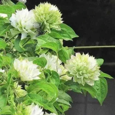 Клематис КОХАНА в Курске