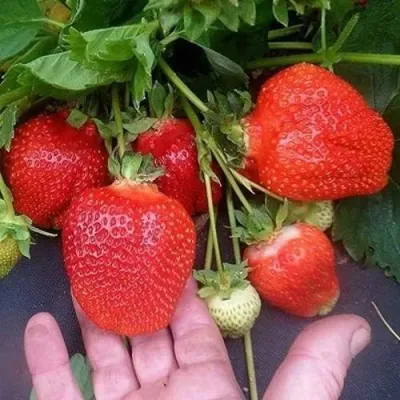 Клубника АЗИЯ в Курске