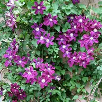 Клематис ГЕРОИ ВАРШАВЫ в Курске