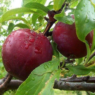 Слива КЛЕОПАТРА в Курске