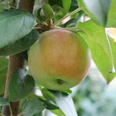 Яблоня ПОДСНЕЖНИК стелющаяся в Курске