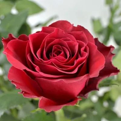 саженцы розы Родос