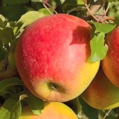 Яблоня САКАВИТА в Курске