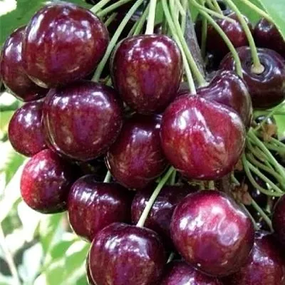 Черешня СИЛЬВИЯ колоновидная в Курске