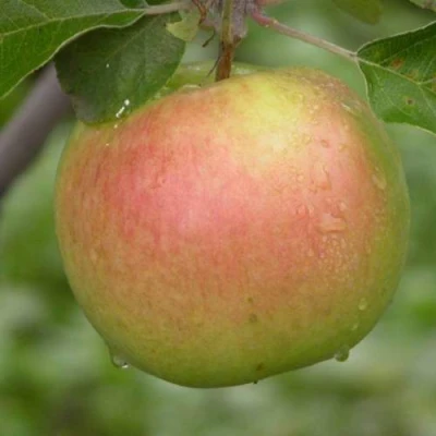 Яблоня БРЯНСКОЕ ЗОЛОТИСТОЕ в Курске