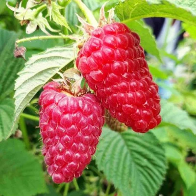 Малина ПШЕХИБА в Курске