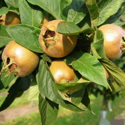 МУШМУЛА  в Курске