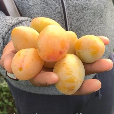 Слива ЯХОНТОВАЯ в Курске