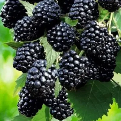 Ежевика АПАЧИ бесшипная  в Курске