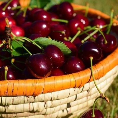 Вишня НЕСВИЖСКАЯ в Курске