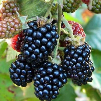 Ежевика ДЖАМБО бесшипная в Курске