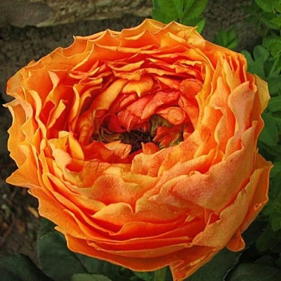 саженцы роз Каралуна