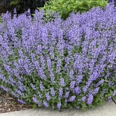 Котовник СИКС ХИЛЛС ГИАНТ в Курске